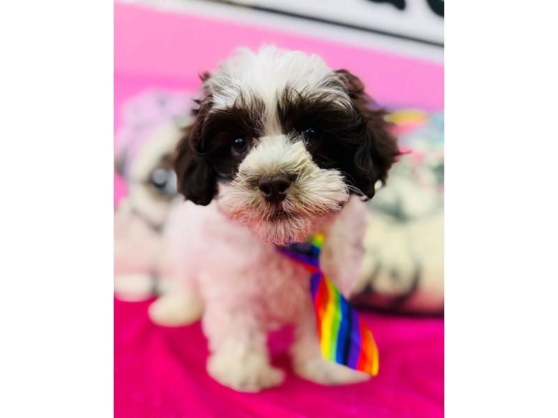 Shihpoo – 3670