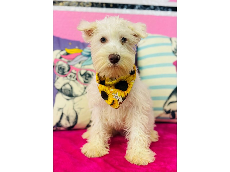 Miniature Schnauzer – 3708