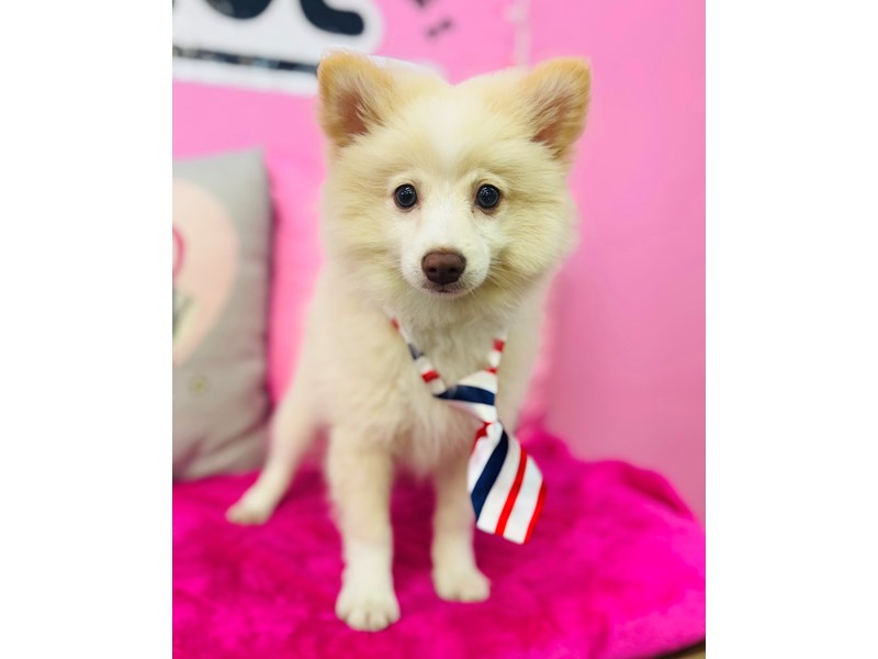 Pomeranian – 3725