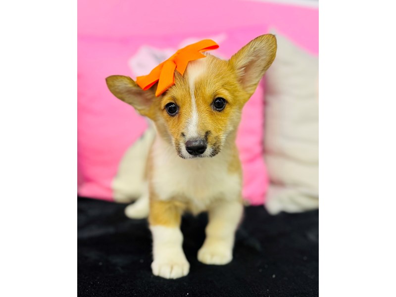 American Corgi – 3741