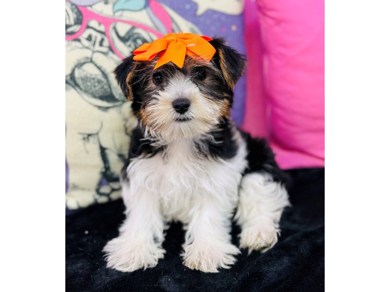 Yorkshire Terrier – 3746