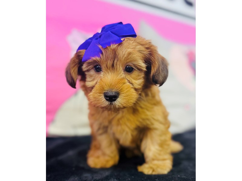 Yorkshire Terrier – 3747