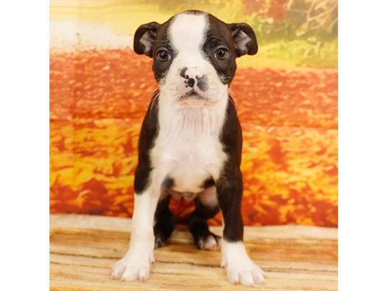 Boston Terrier – 3754