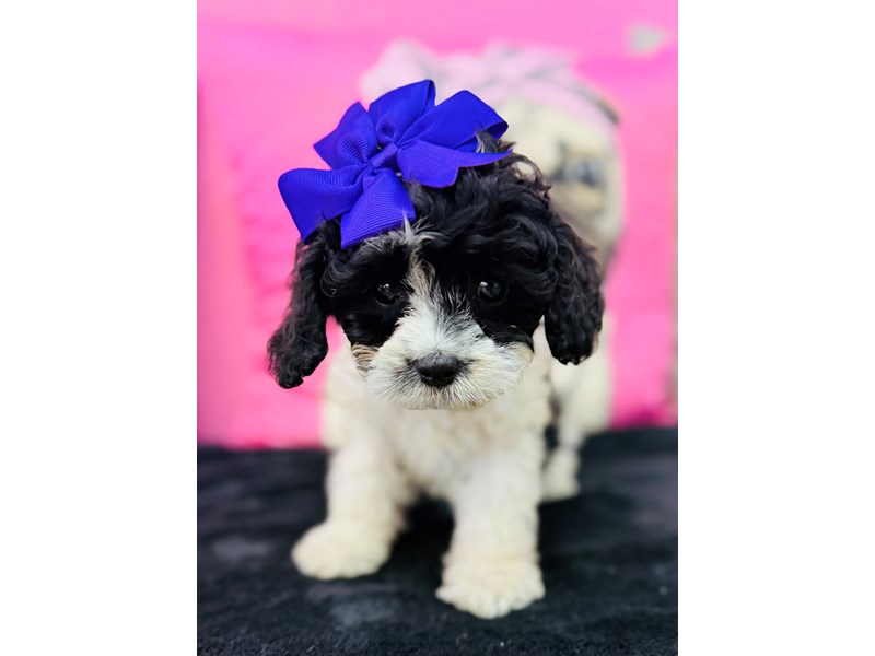 Cavapoo – 3750