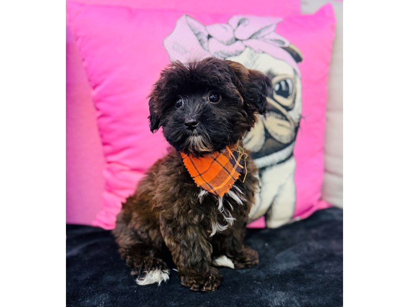 Yorkiepoo – 3749