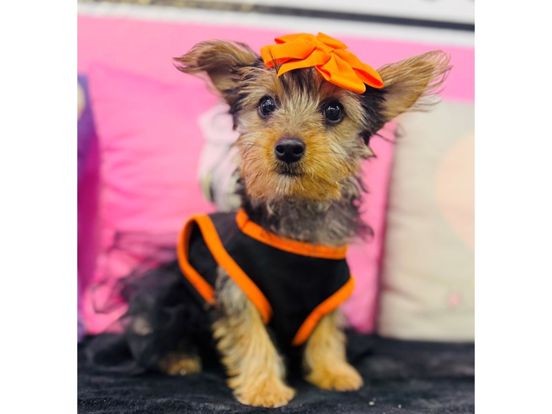 Yorkshire Terrier – 3763