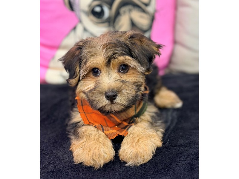 Yorkiepoo – 3766