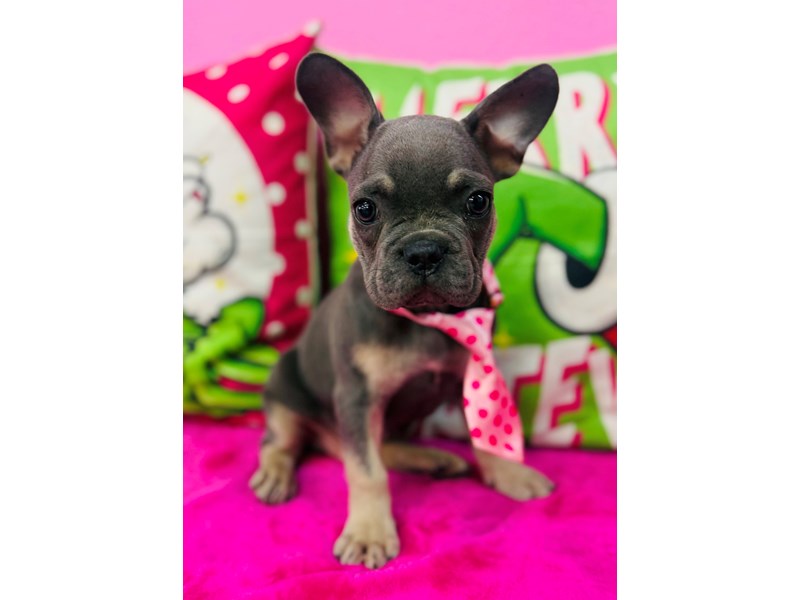 French Bulldog – 3775