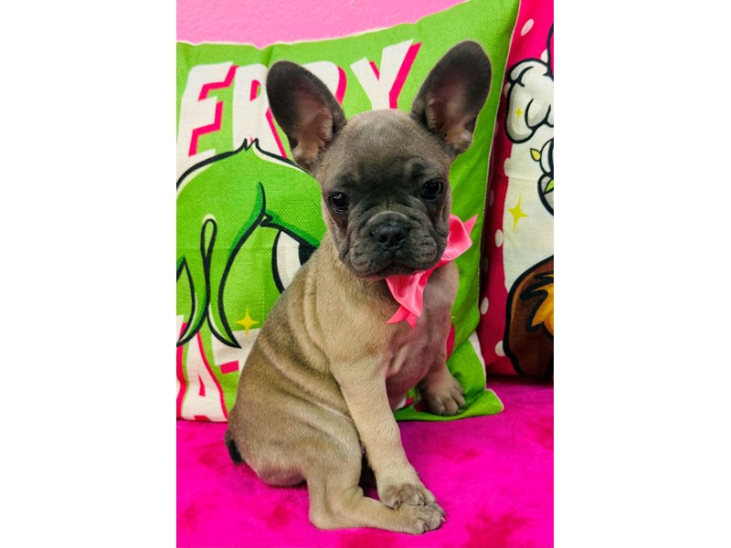 French Bulldog – 3774