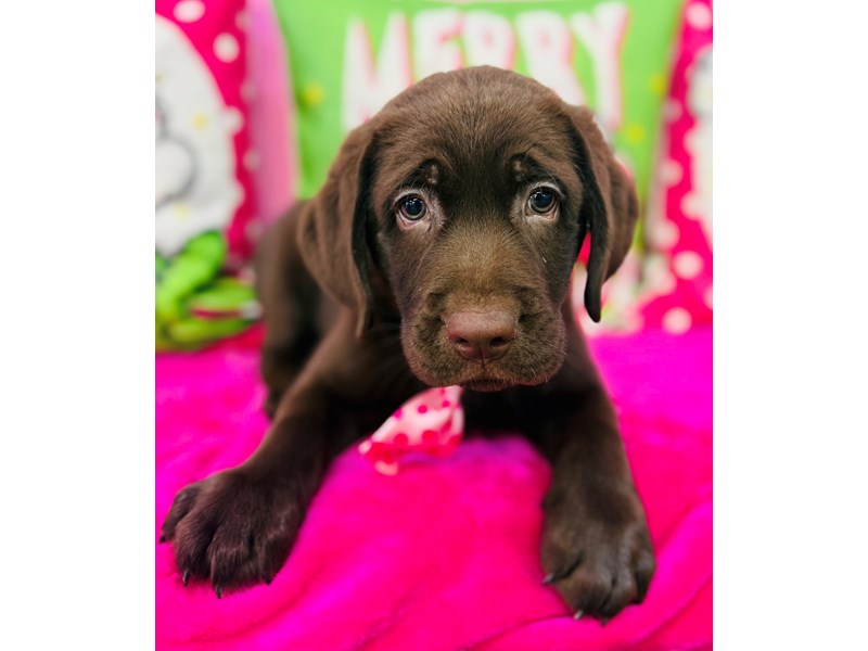 Labrador Retriever – 3777