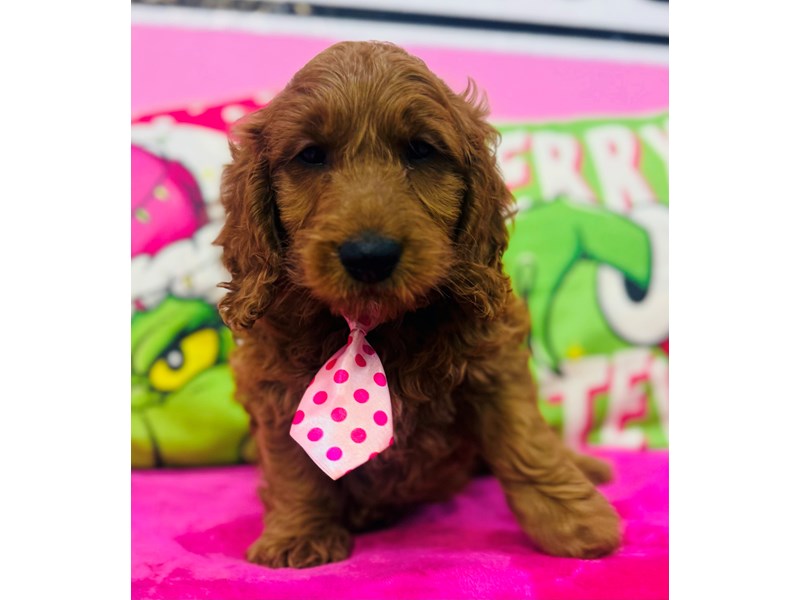 Miniature Goldendoodle – 3773