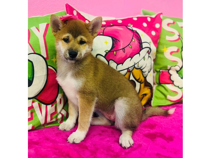 Shiba Inu – 3779
