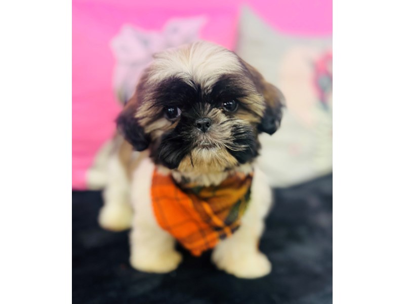 Shih Tzu – 3748