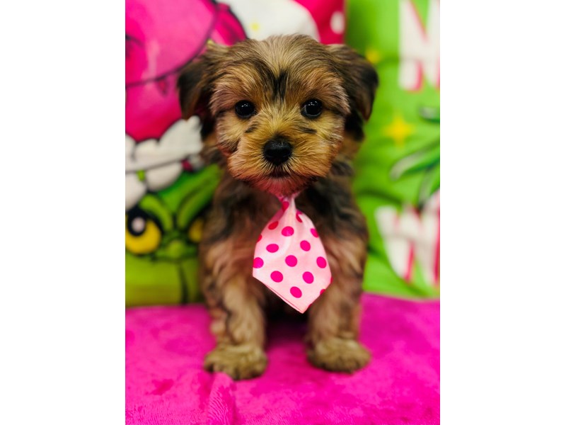 Yorkshire Terrier – 3772