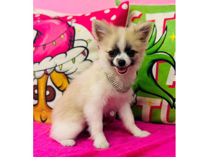 Pomeranian – 3784