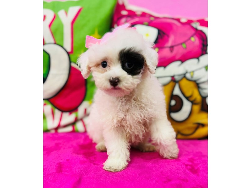 Toy Poodle – 3782
