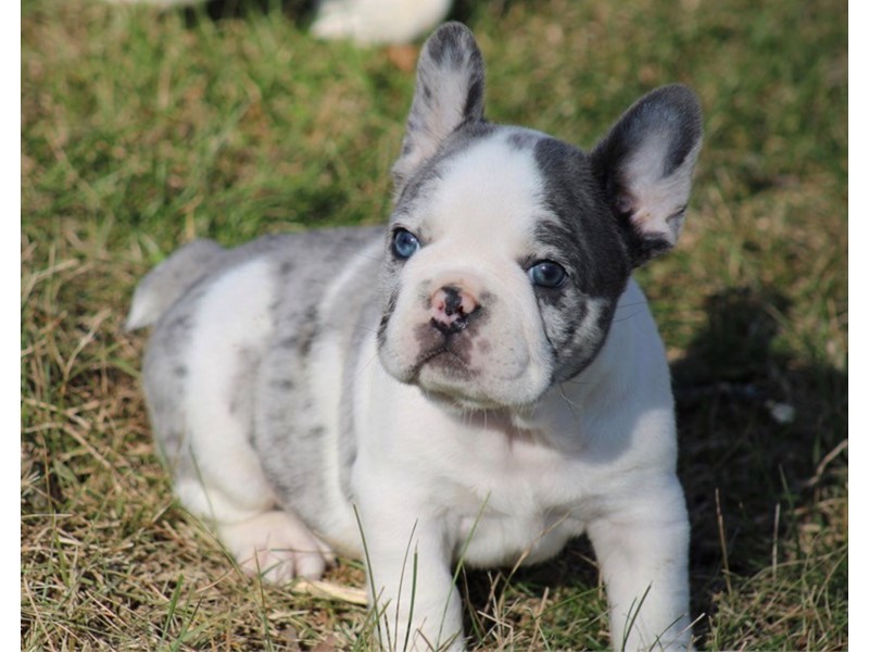 French Bulldog – 3792
