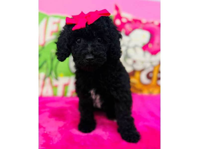 Toy Poodle – 3790