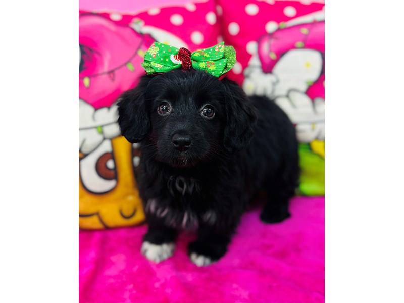 Miniature Aussidoodle – 3794