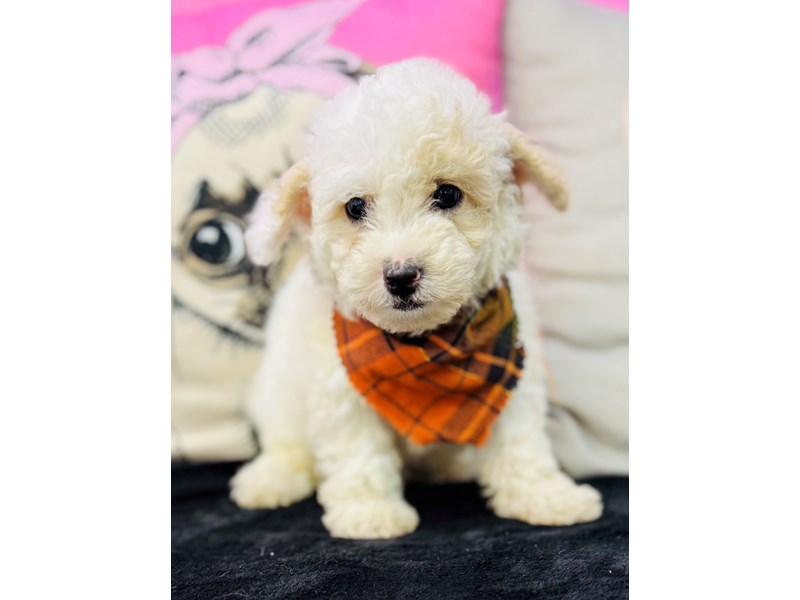 Miniature Poodle – 3745