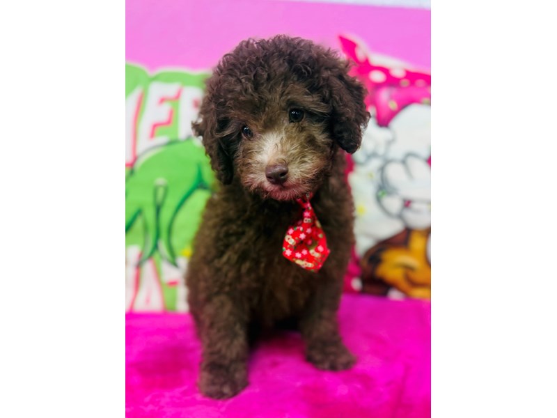 Toy Poodle – 3791