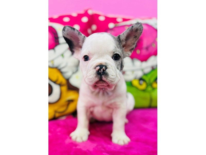 French Bulldog – 3796