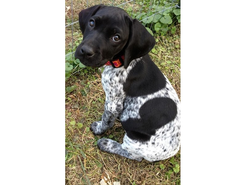 German Shorthaired Pointer – 3785