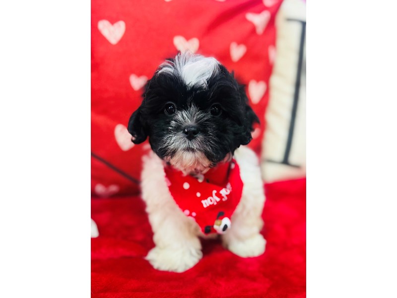 Shihpoo – 3803