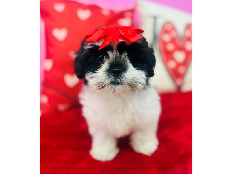 Shih Tzu – 3802