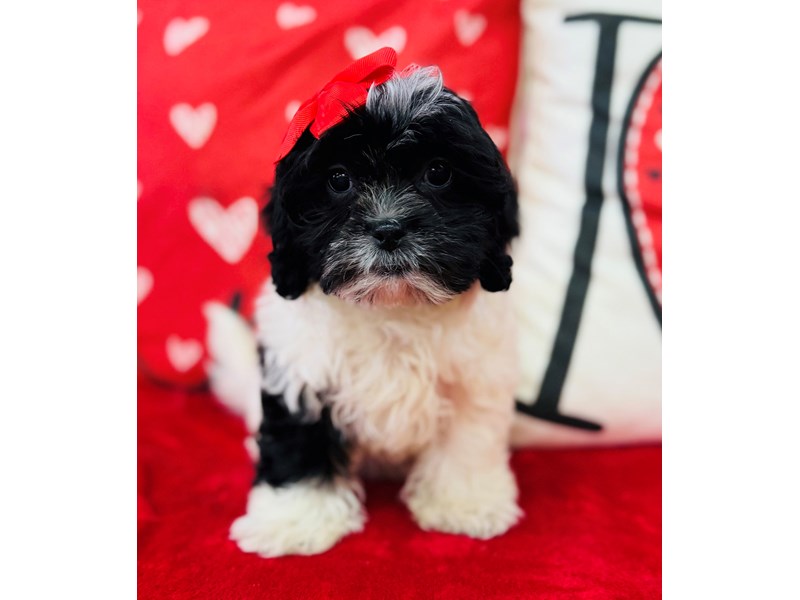 Shihpoo – 3818