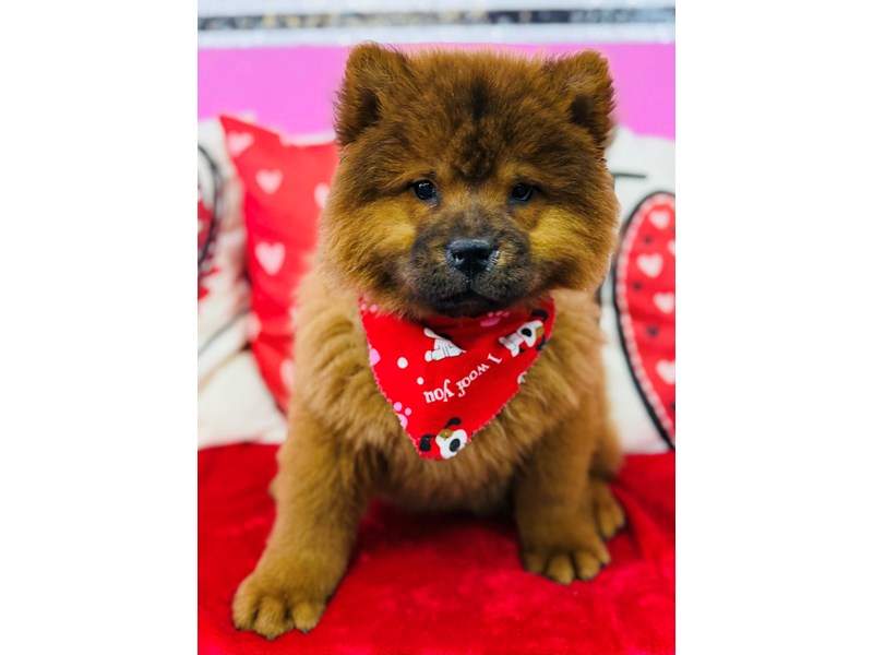 Chow Chow – 3830