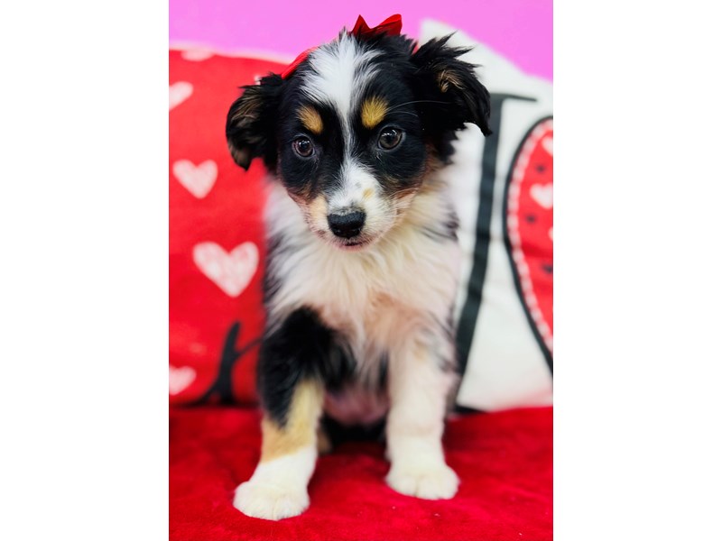 Australian Shepherd – 3828