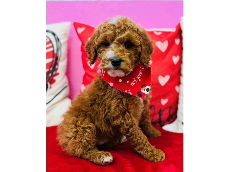 Miniature Goldendoodle – 3823