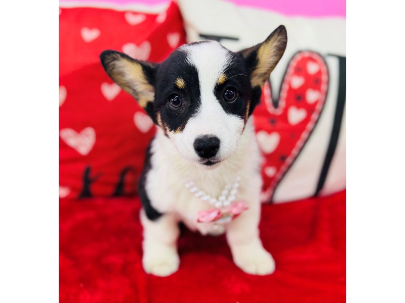 Pembroke Welsh Corgi – 3827