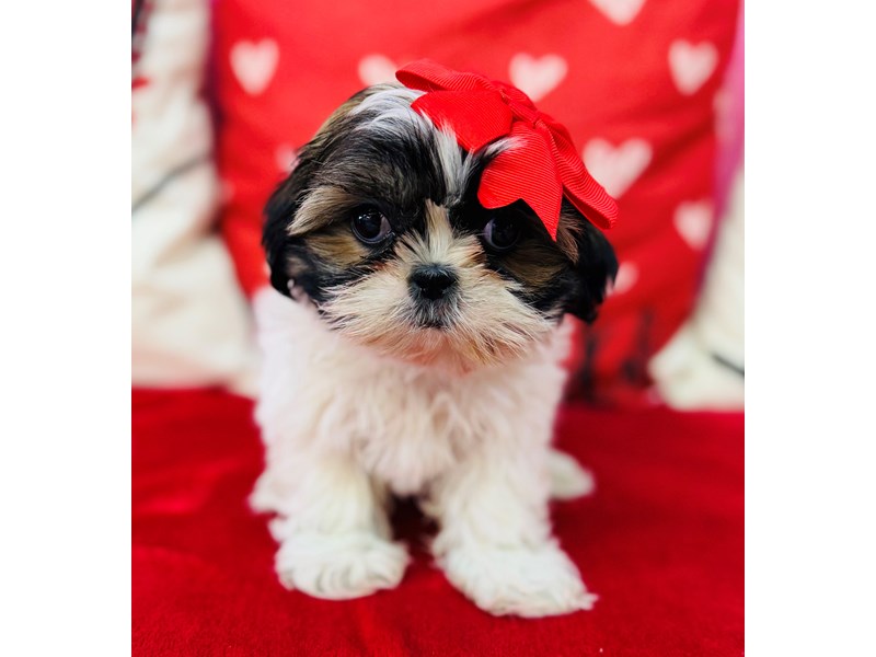 Shih Tzu – 3832