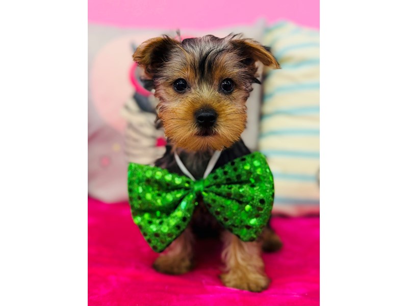 Yorkshire Terrier – 3836