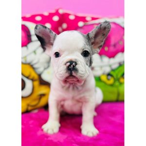 French Bulldog - 3796