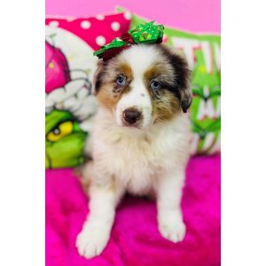 Australian Shepherd - 3798
