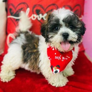 Teddy Bear (Zuchon) - 3810