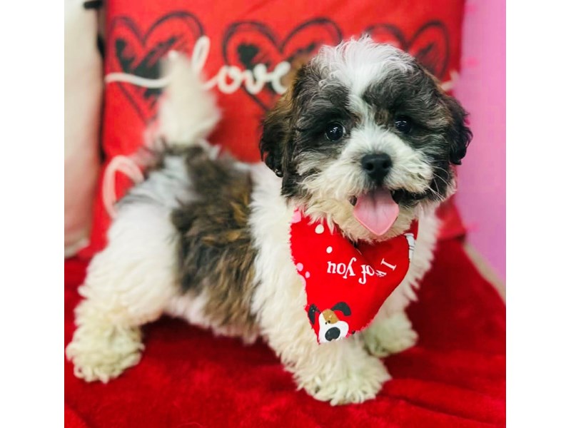 Teddy Bear (Zuchon) – 3810