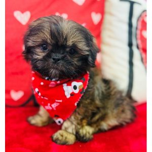 Shih Tzu - 3814