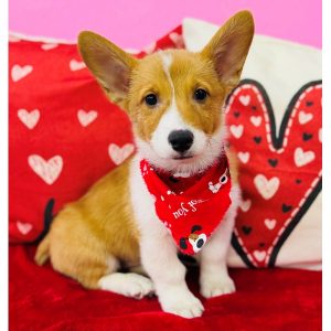 Pembroke Welsh Corgi - 3819