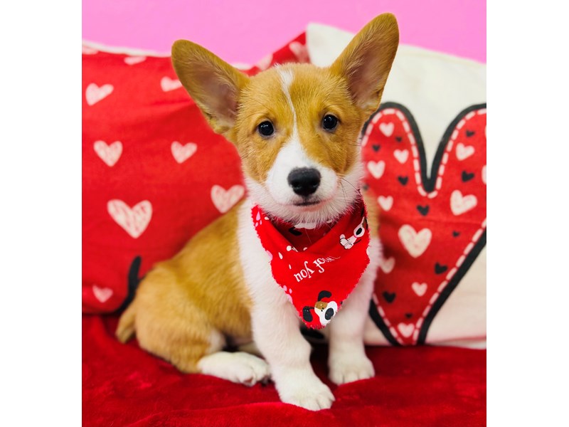 Pembroke Welsh Corgi – 3819
