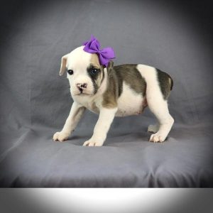 Victorian Bulldog - 3841