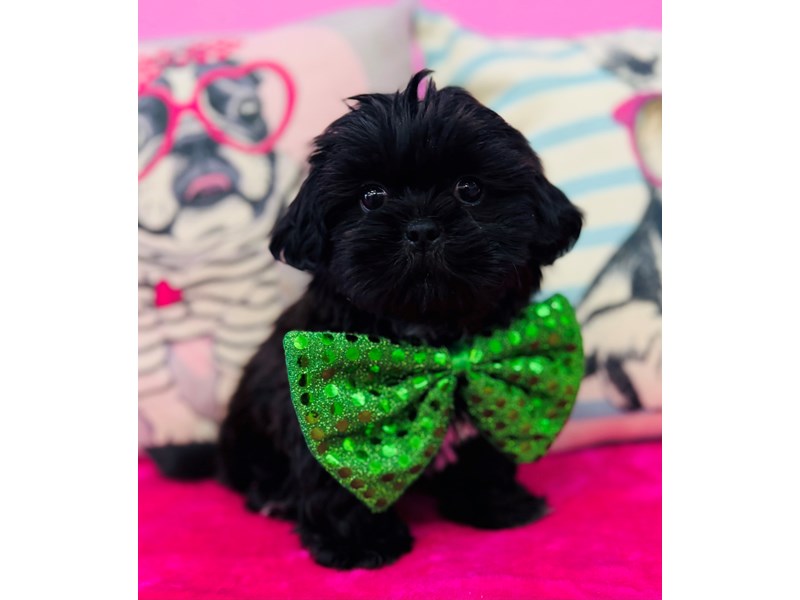 Shih Tzu – 3839