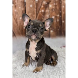 French Bulldog - 3842