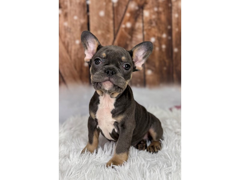 French Bulldog – 3842