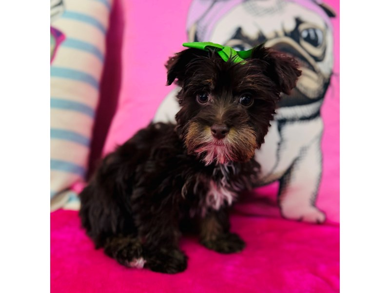 Yorkshire Terrier – 3847