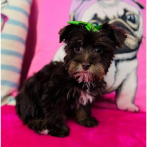 Yorkshire Terrier - 3847