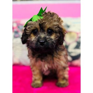 Aussiedoodle - 3845